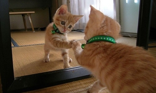 想养一只萌猫吗