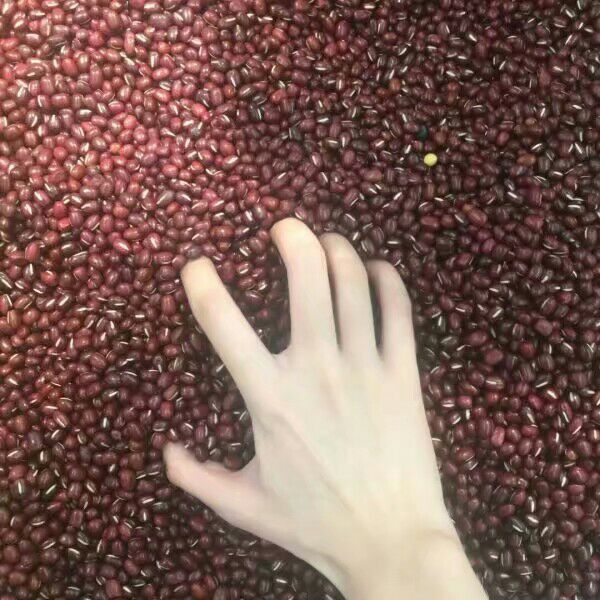 爪子