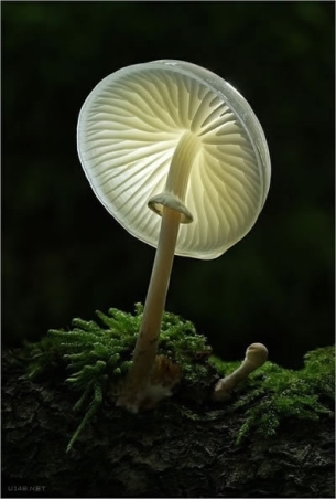 蘑菇美丽植物