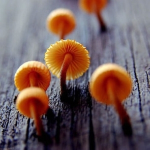 蘑菇美丽植物