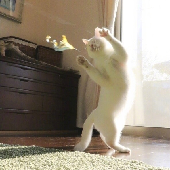 灵魂舞者猫