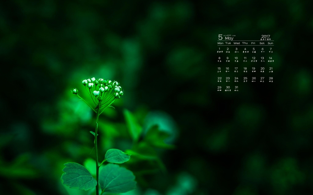 2017年5月清新绿色植物护眼日历壁纸
