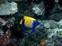海底的生物