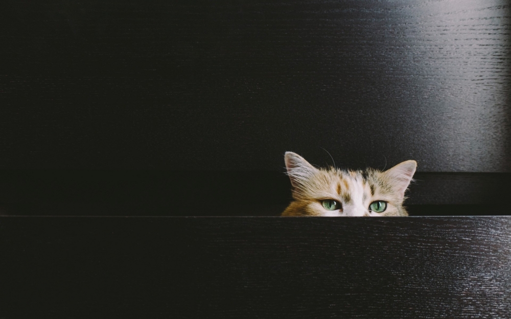 呆萌宠物猫咪犀利眼神搞笑可爱表情桌面壁纸