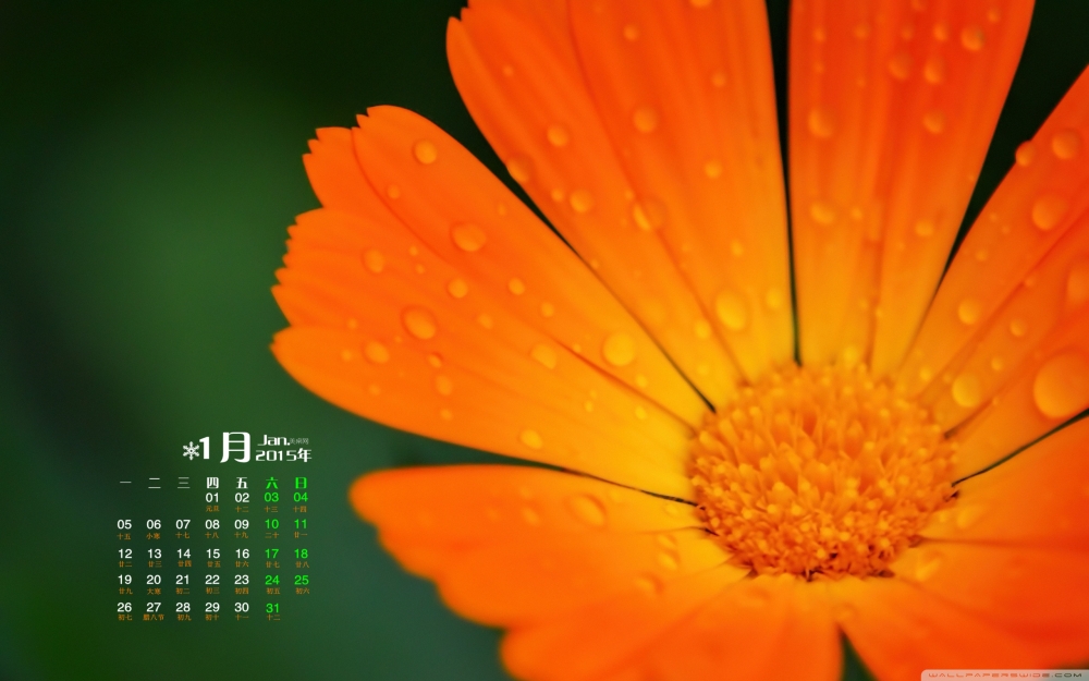 2015年1月日历壁纸唯美好看的大自然花儿高清素材图片下载