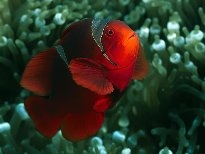 海底的生物
