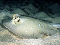 海底的生物