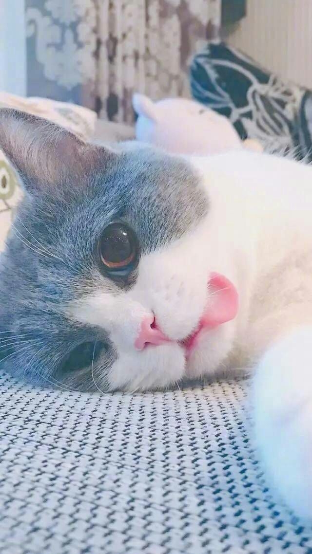 你，第一可爱