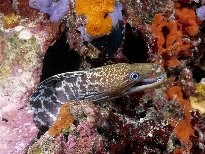 海底的生物