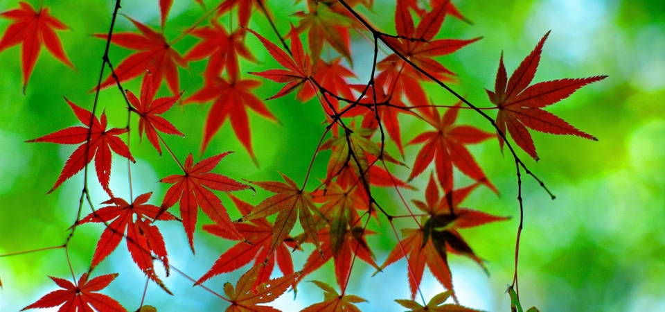 红色叶子,树枝,秋天,绿色背景桌面壁纸