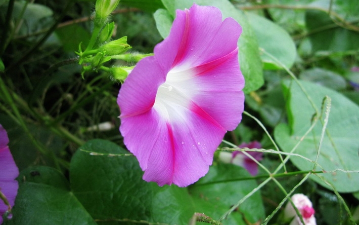 牵牛花摄影精美壁纸