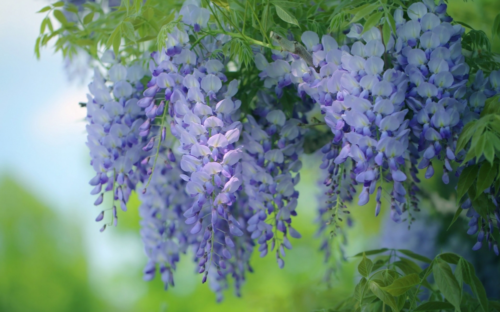 紫藤花瀑布高清桌面壁纸