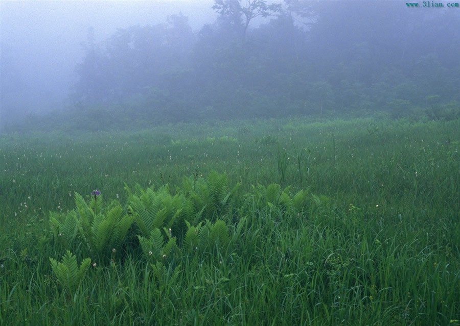 绿色植物风光