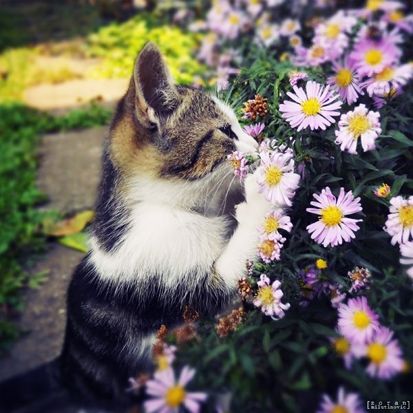 猫与自然