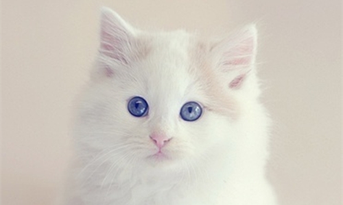 想养一只萌猫吗