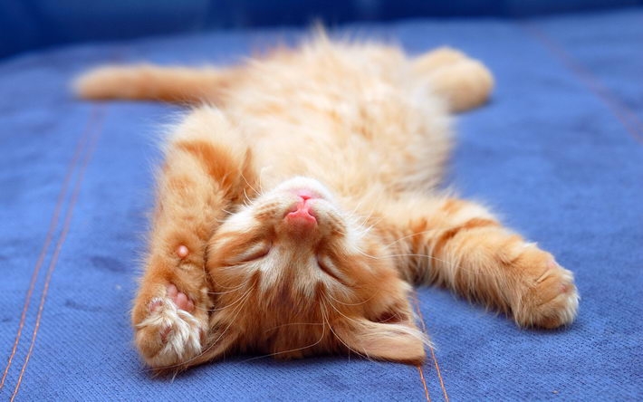 搞怪的小猫高清桌面壁纸