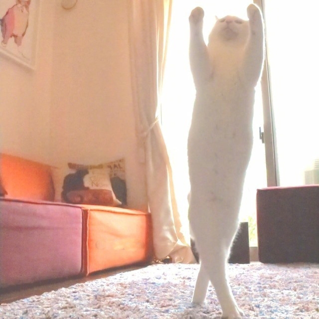 灵魂舞者猫