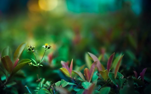 超高清的花草电脑桌面壁纸