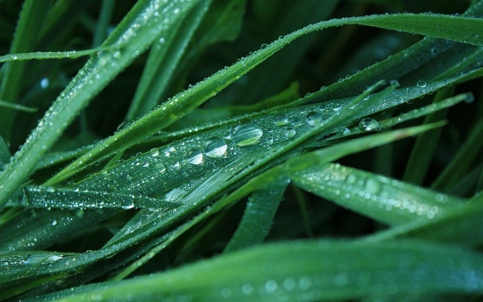 精选清新美丽的绿色植物高清图片