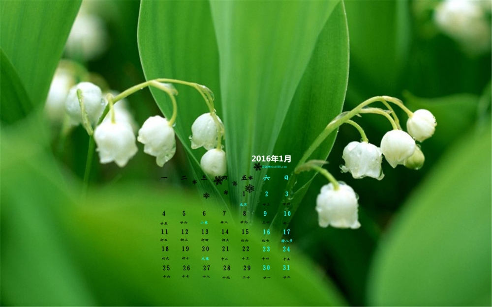 2016年1月日历绿色护眼的植物壁纸