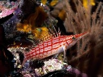 海底的生物