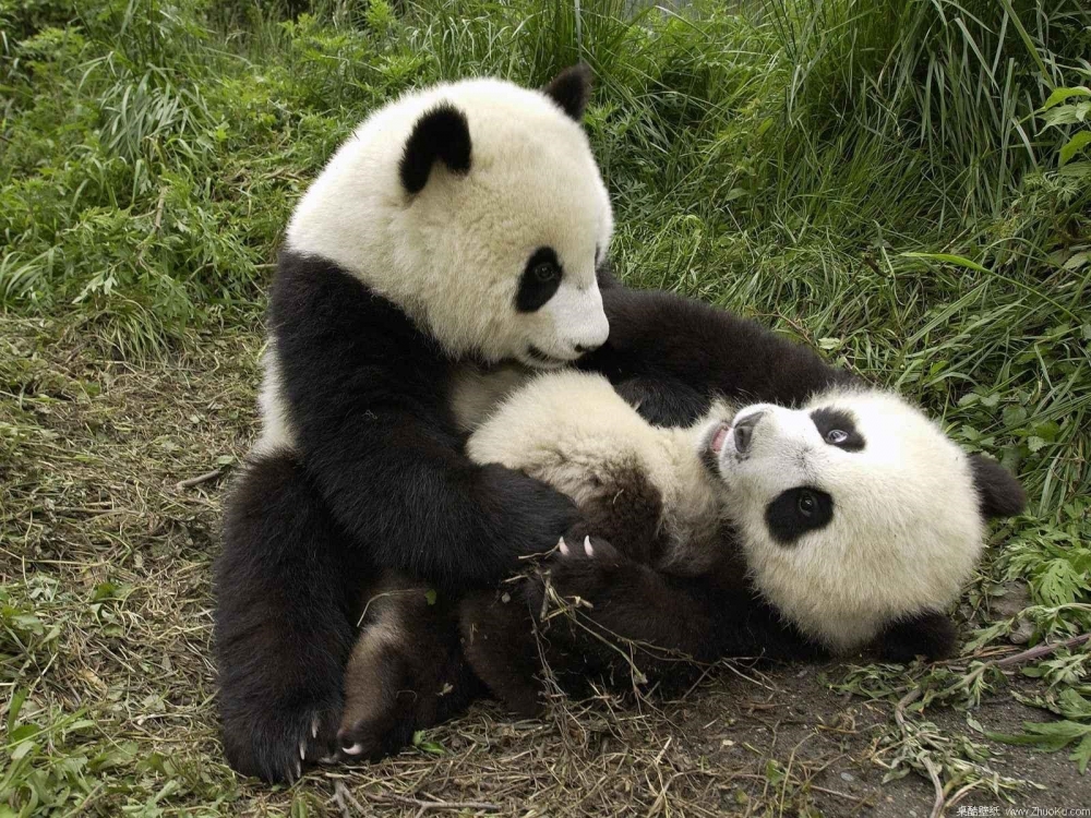 玩耍中的两只可爱的大熊猫