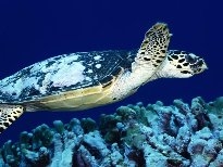 海底的生物