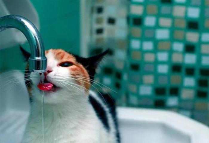 猫与自然