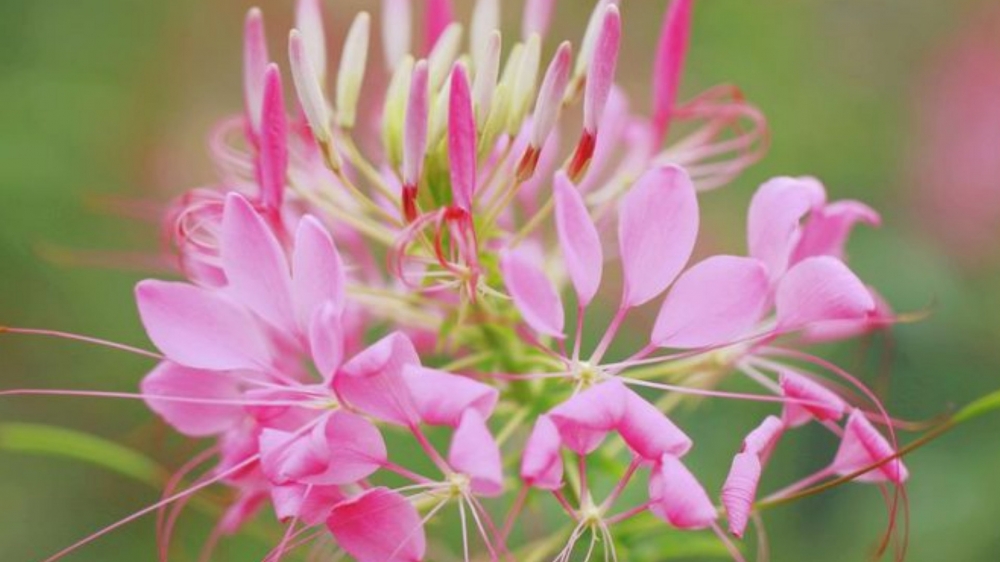 柔美醉蝶花图片