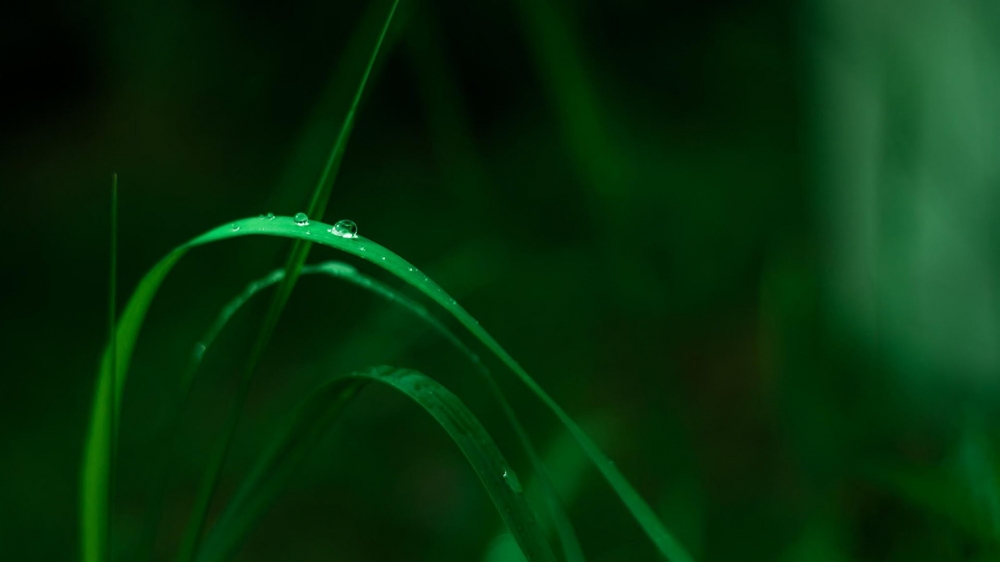 小清新精美绿色护眼高清植物桌面壁纸
