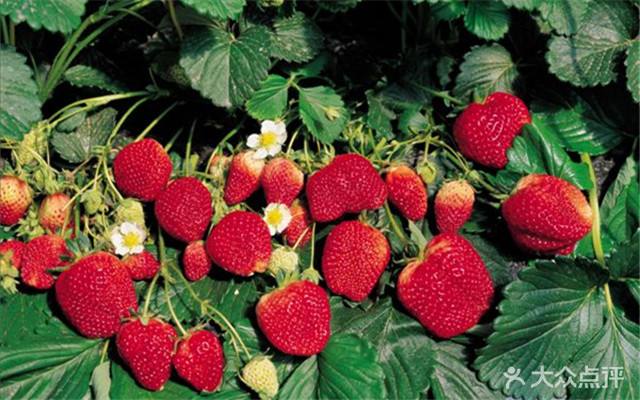 草莓采摘园图片