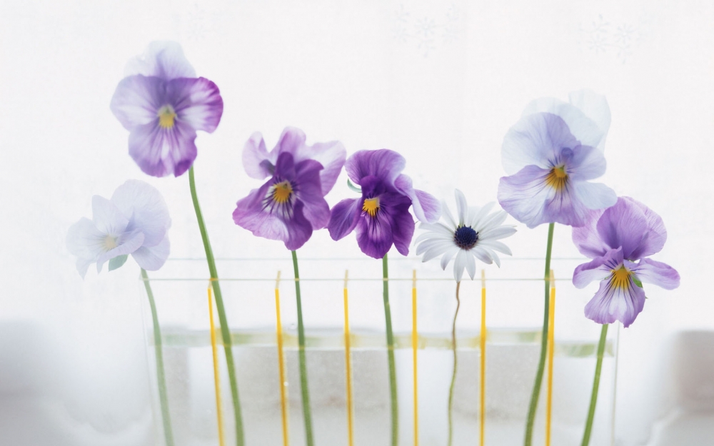 室内花卉护眼盆栽唯美植物桌面壁纸下载