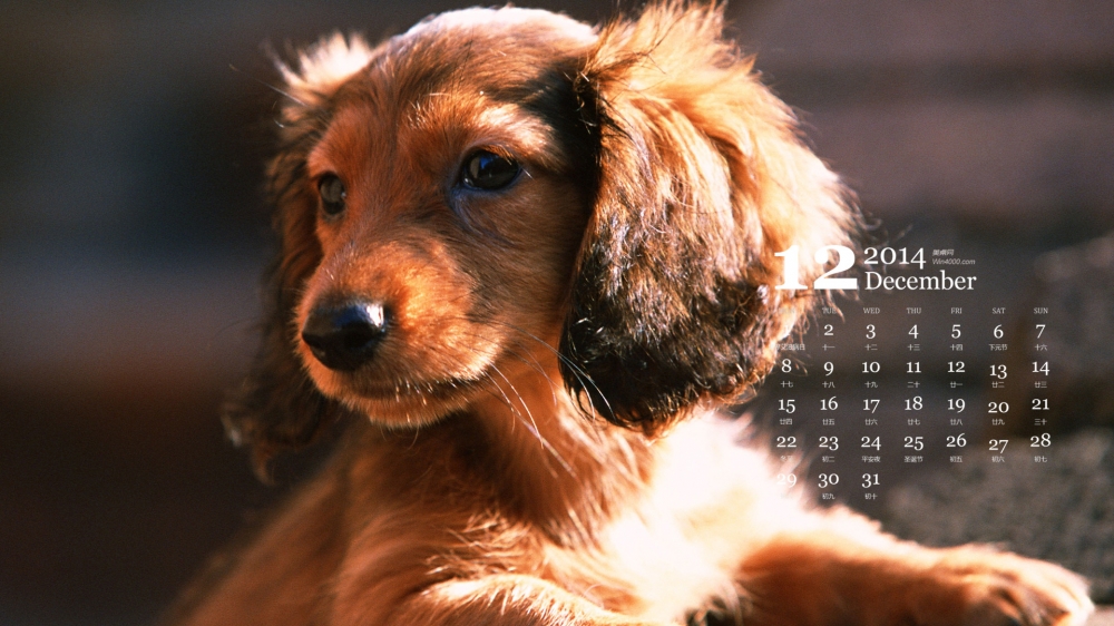 2014年12月日历壁纸可爱卖萌狗狗腊肠犬高清图片合集