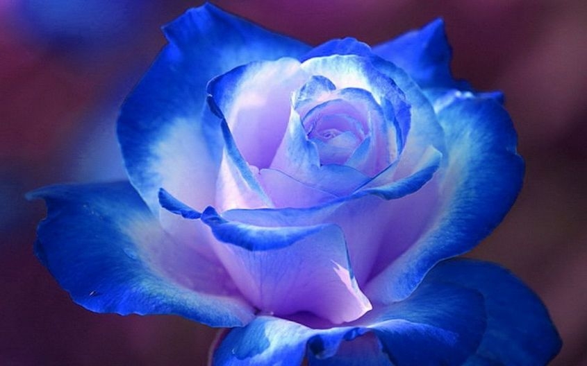 蓝色妖姬高清花朵蓝玫瑰图片赏析