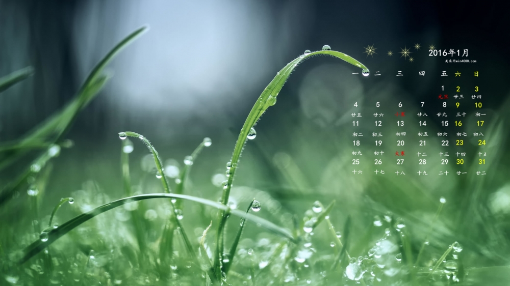 2016年1月日历雨后草丛风景桌面壁纸下载