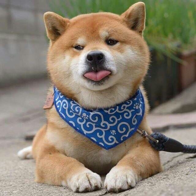 一只柴犬的欢乐自拍