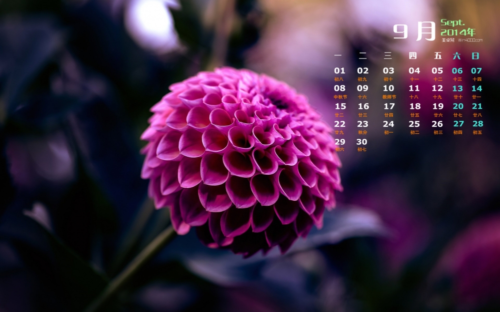2014年9月日历花草植物大丽花高清电脑桌面主题壁纸