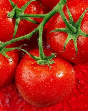 新鲜蔬菜西红柿