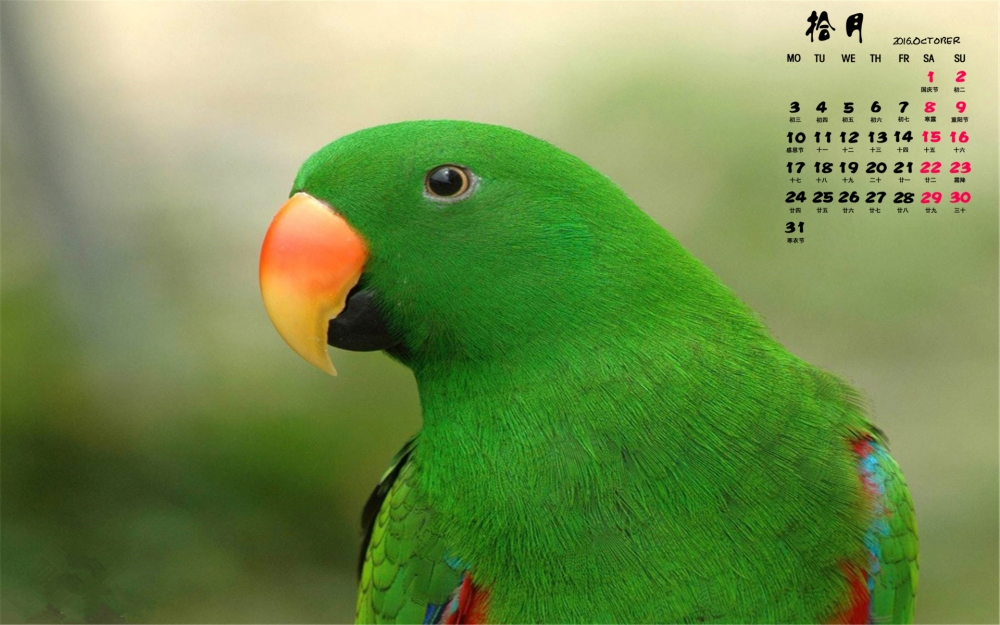2016年10月日历可爱动物鹦鹉摄影壁纸图片下载