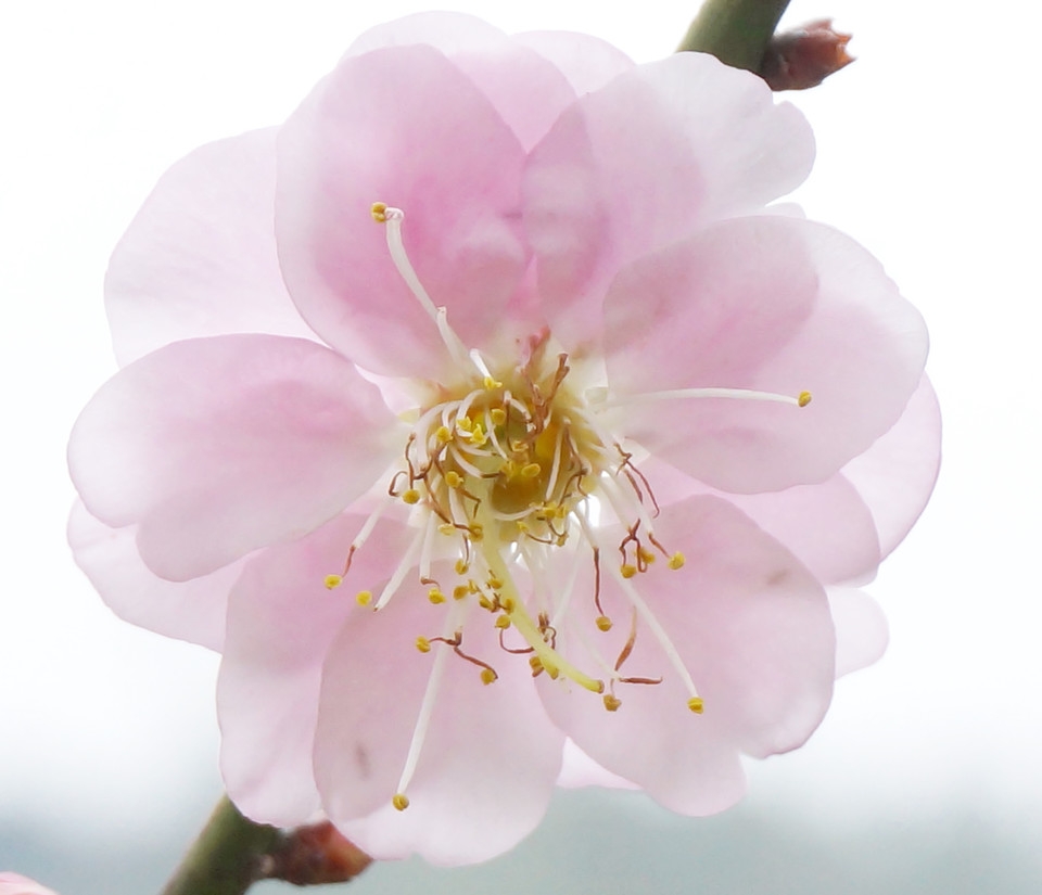 精选摄影好看的梅花高清花卉图片