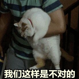 一条萌猫表情包合集