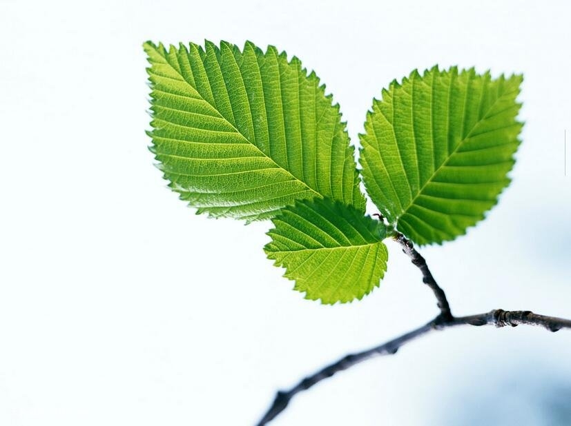 绿叶植物写真
