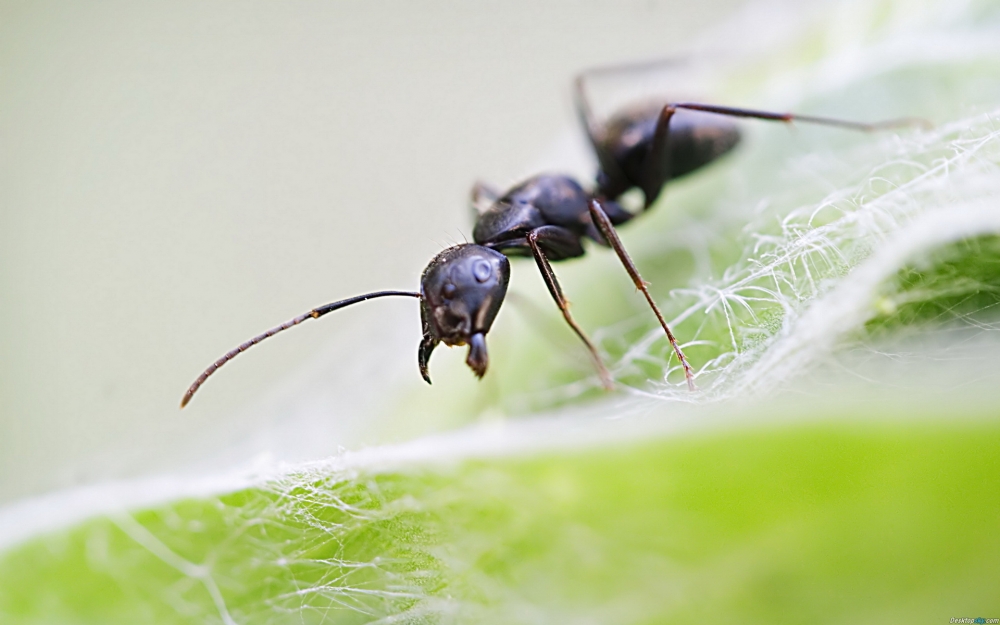 动物世界可爱蚂蚁高清特写桌面壁纸