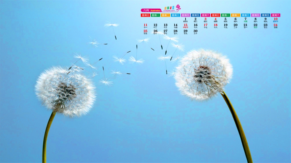 2016年9月日历唯美蒲公英桌面壁纸