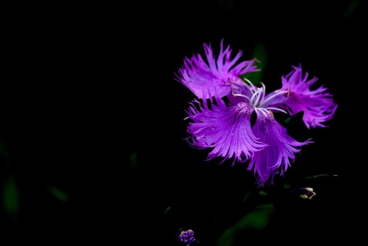 绚丽多彩的石竹花花卉图片特写