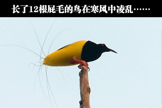好像一个发黑的芒果，想吐