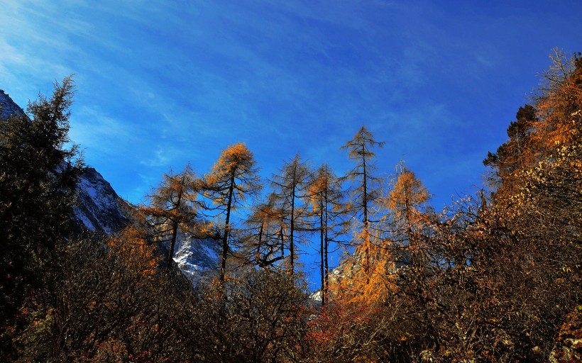 四川阿坝米亚罗自然风景桌面壁纸