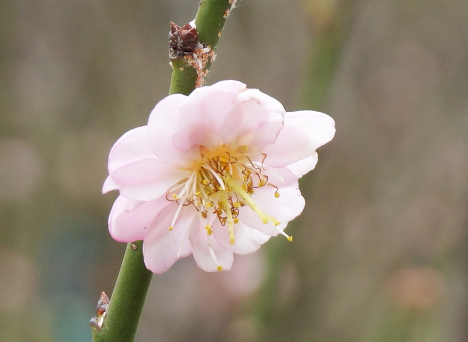 精选摄影好看的梅花高清花卉图片