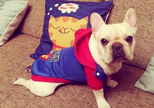 丑萌斗牛犬,爱你丑萌样儿