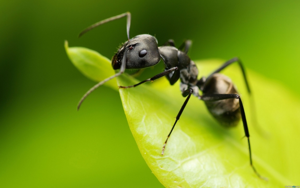 动物世界可爱蚂蚁高清特写桌面壁纸